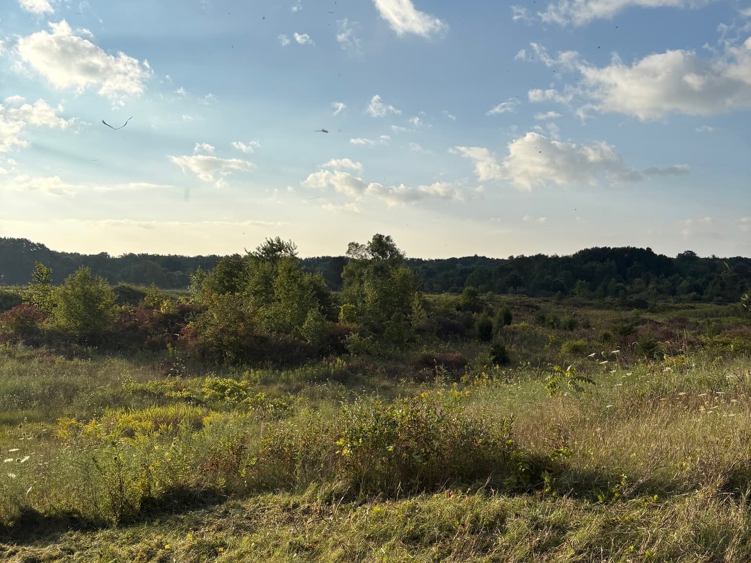 Project site before land clearing